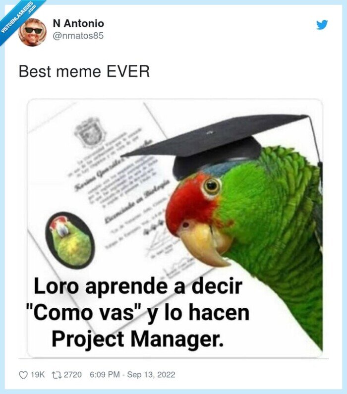 loro,project manager,como vas