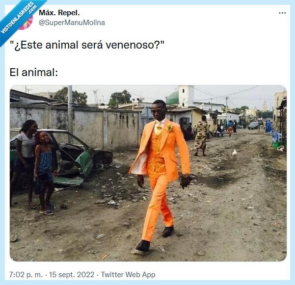 animal,venenoso,colores