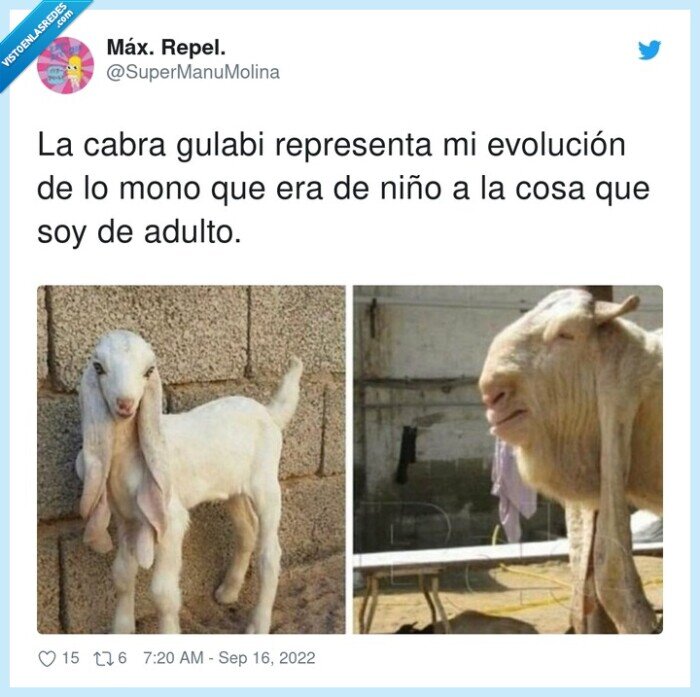 representar,evolución,gulabi,adulto,cabra,niño