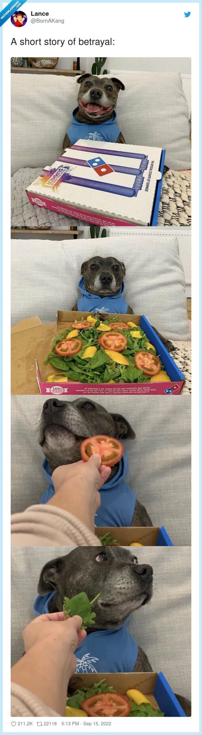 perro,pizza,engañar,vegano,verdura