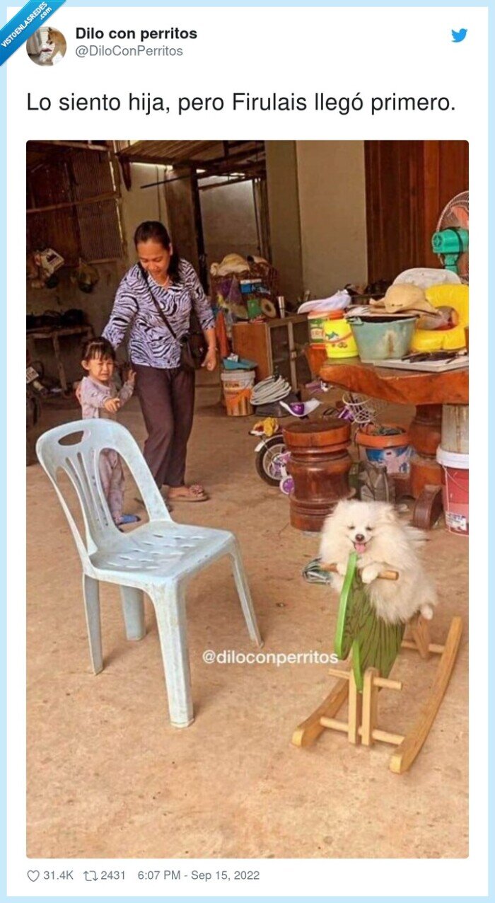 perro,primero,balanc&iacute;n,ni&ntilde;o