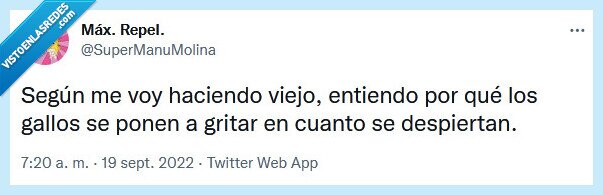 gallos,gritar,mañana,viejo