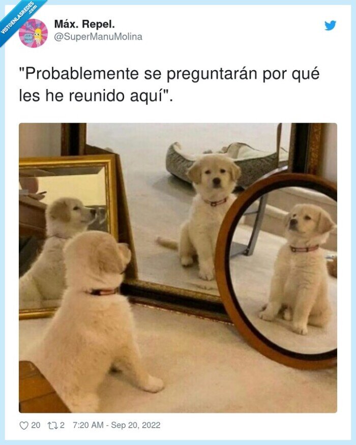 probablemente,preguntarán,reunido,perro,espejos