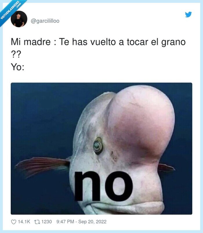 tocar,grano,frente,madre