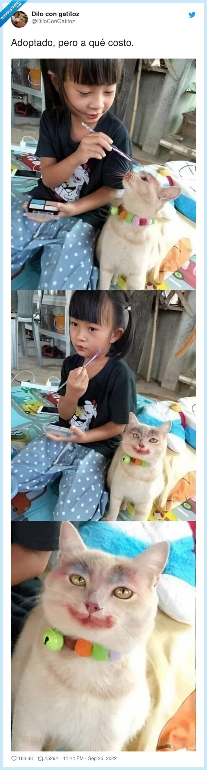 gato,adoptado,maquillaje,pintado