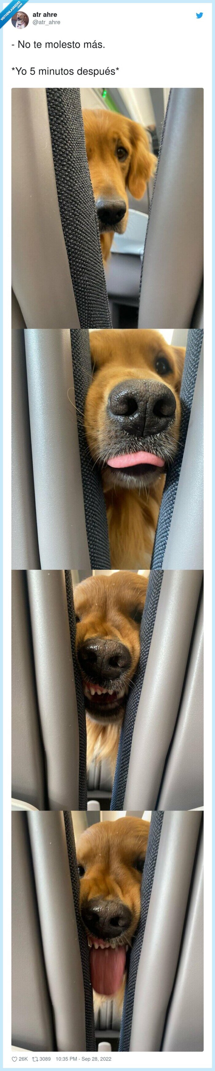 perro,molestar,asiento