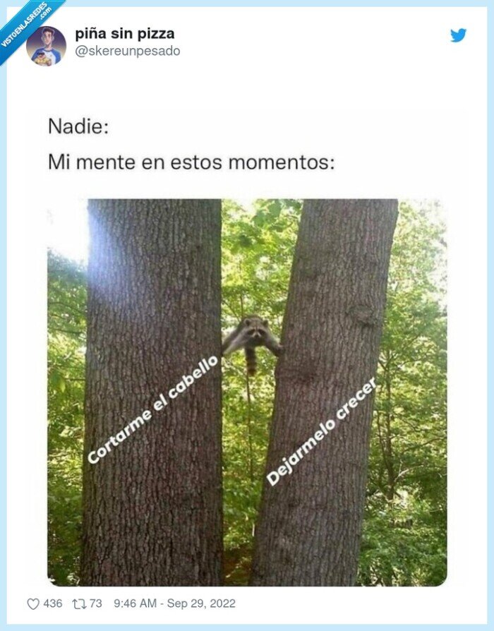 pelo,cortar,dejar crecer,mapache