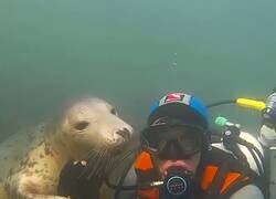 Enlace a Mascotas acuáticas, por @Gabriele_Corno