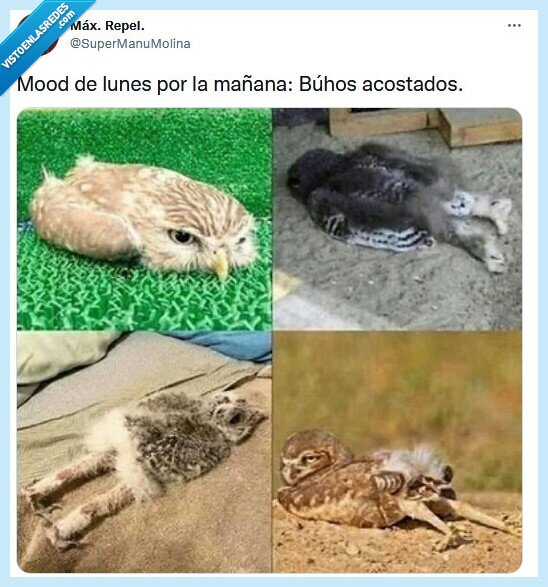 mood,lunes,mañana,búho,acostado