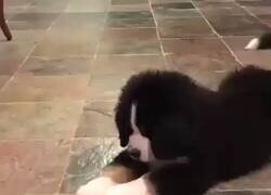 Enlace a Qué te ha hecho el limón, amigo, por @atr_ahre