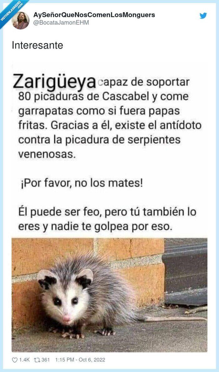 zarigüeya,fea,resistente,ayuda,maja