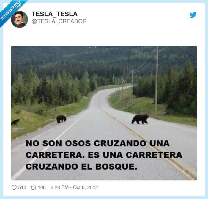 osos,carretera,cruzar,montaña