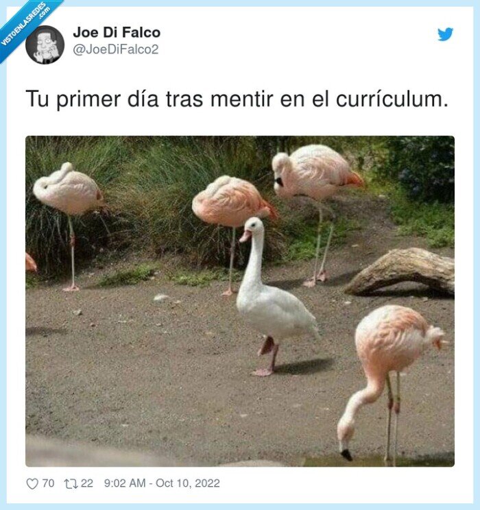currículum,pato,flamencos,mentir