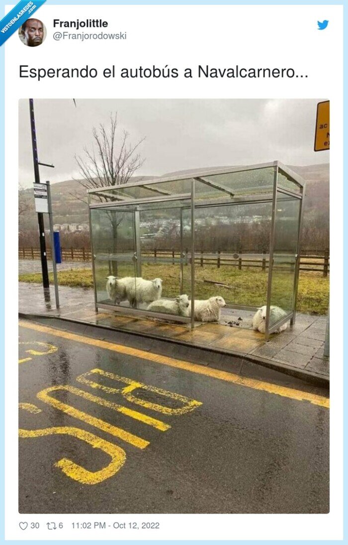 navalcarnero,esperando,autobús,carneros,ovejas