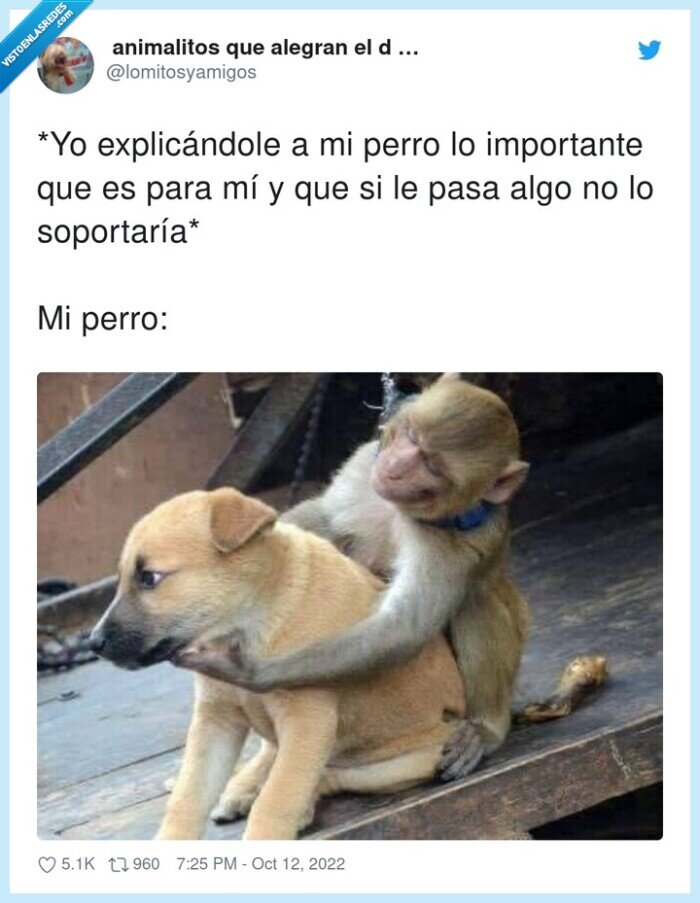 explic&aacute;ndole,soportar,importante,perro