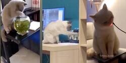 Enlace a Gatos siendo gatos, te la pueden liar en 0 coma