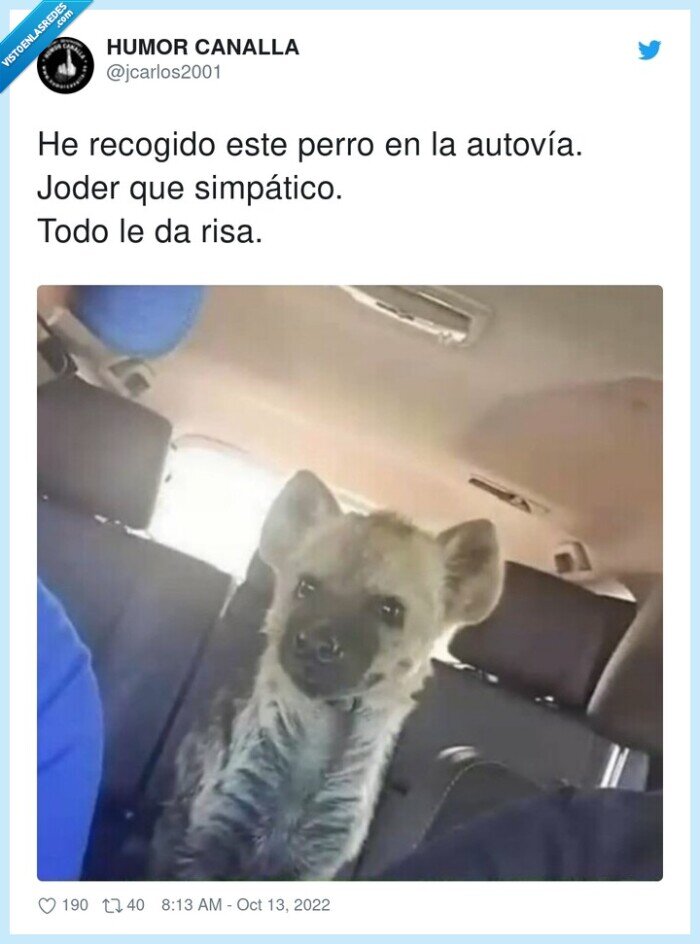 simpático,recogido,autovía,perro,hiena,coche
