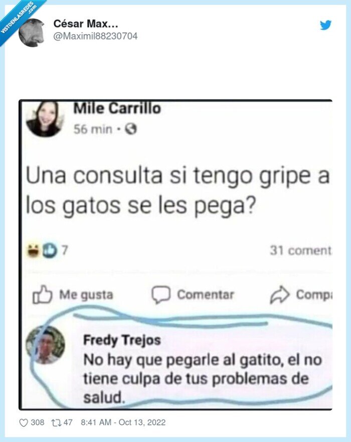gato,problemas,culpa,pegar,gripe