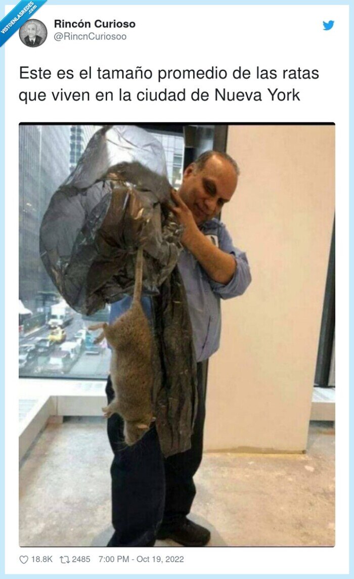 promedio,tamaño,ciudad,ratas,nueva york