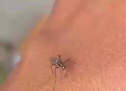 Enlace a El único ser vivo cuya muerte va acompañada de manotazo y palabrota, ¿o no?, por @Doc_Hannibal