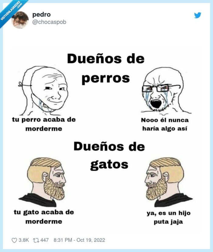 moerder,mordida,perro,gato