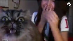 Enlace a Este gato se cree Pavarotti y se cuela en medio de la canción a cantar