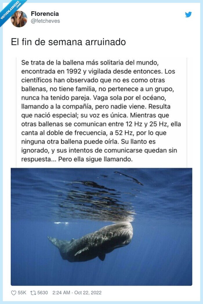 ballena,solitaria,amigos,mar
