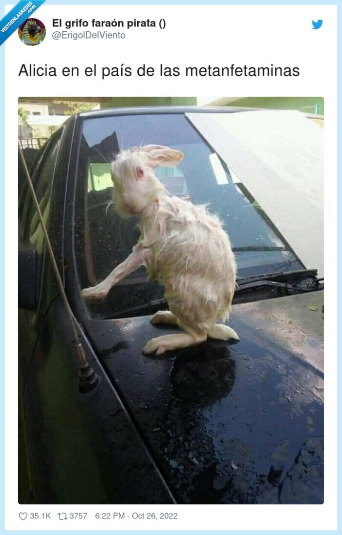 metanfetaminas,alicia,país,conejo