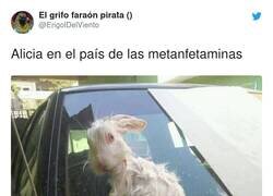 Enlace a Va hasta arriba el p*to conejo, por @ErigolDelViento
