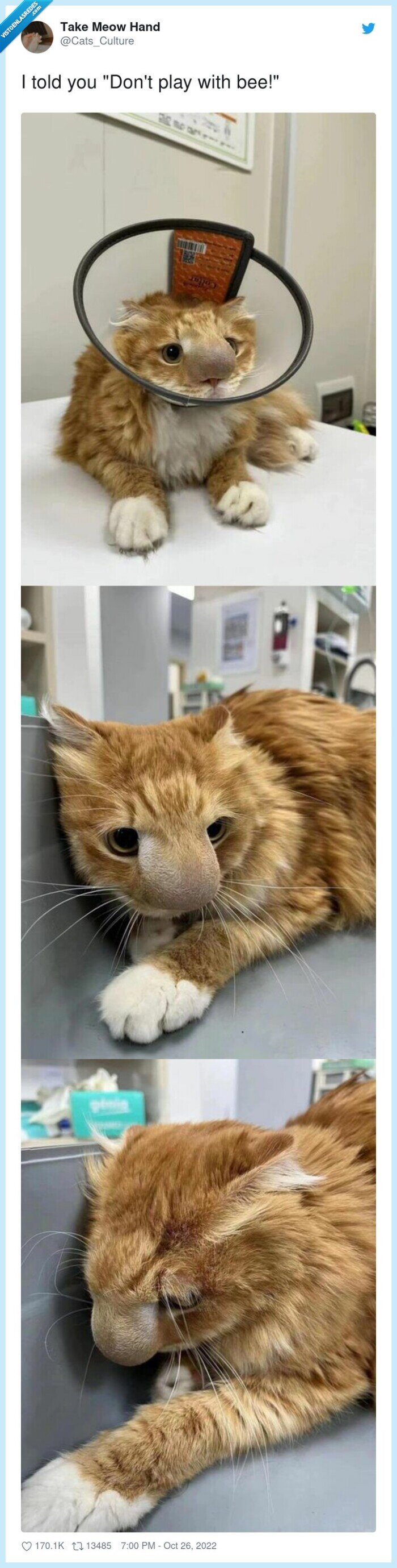 gato,picadura,abejas