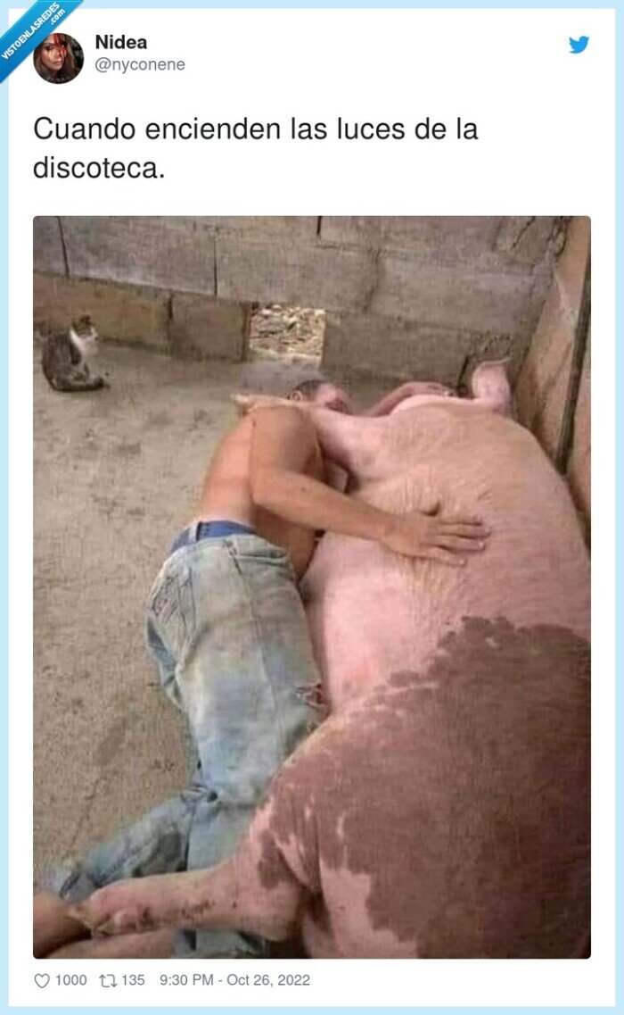 encender,discoteca,cerdo,luces