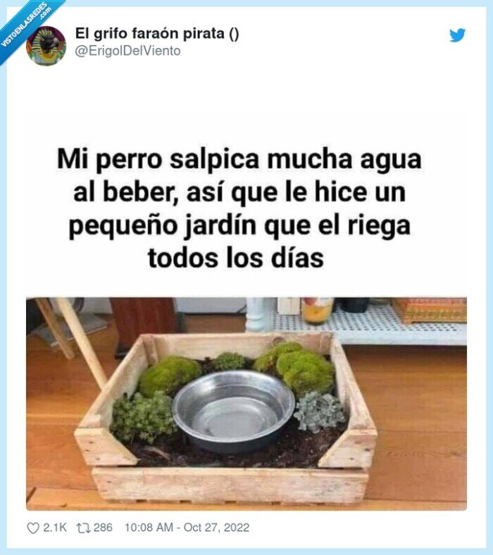 comida,perros,agua,plantas,regar