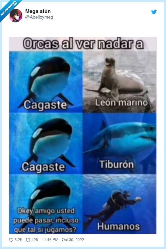 orca,depredador,humanos