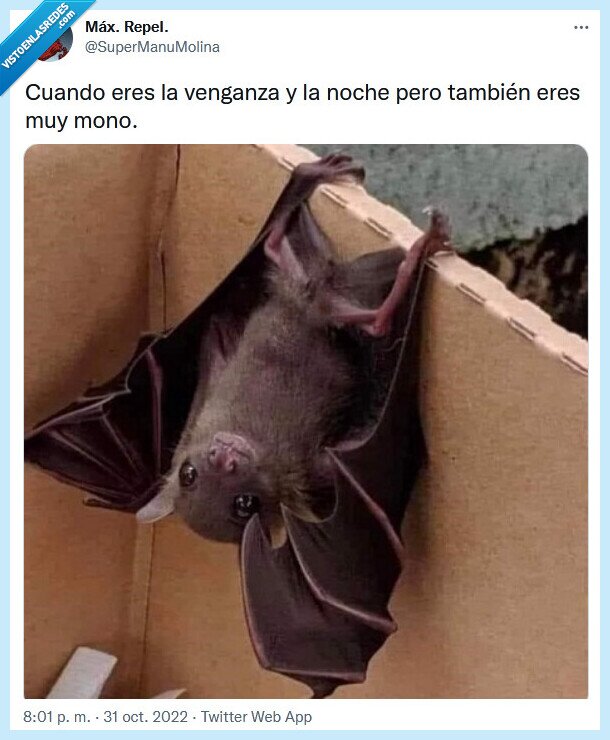 murciélago,venganza,noche,mono