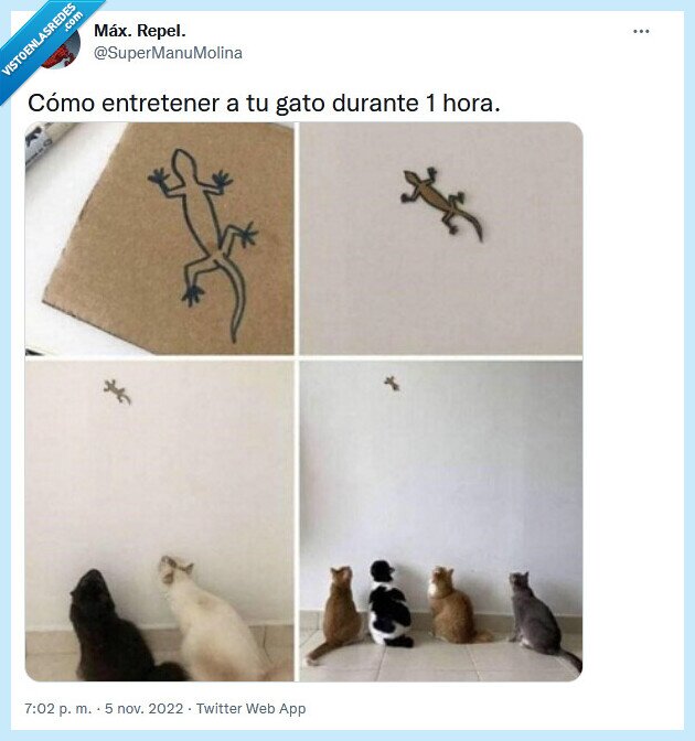 entretener,gatos,hora,lagartija