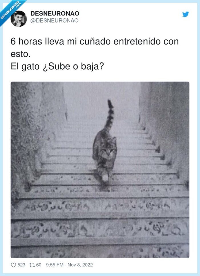 bajar,entretenido,subir,gato,escaleras