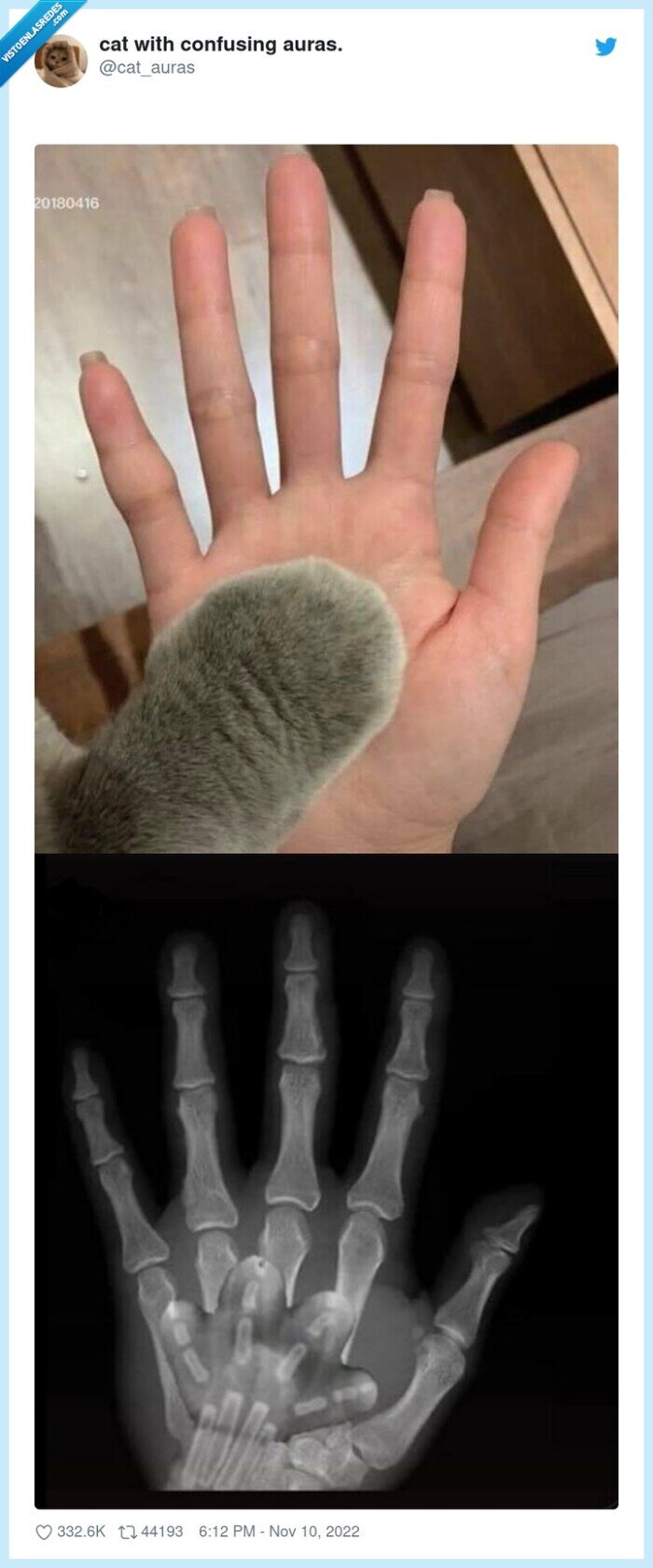 manita,radiografia,gato