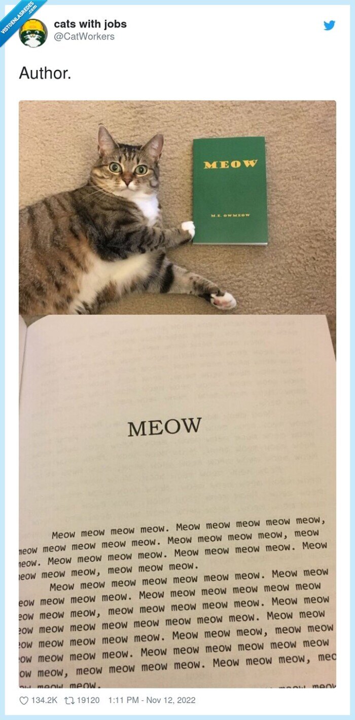 gato,libro,meow