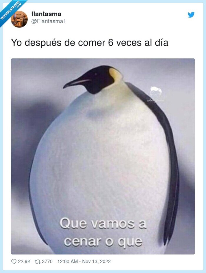 después,comer,mucho,pinguino