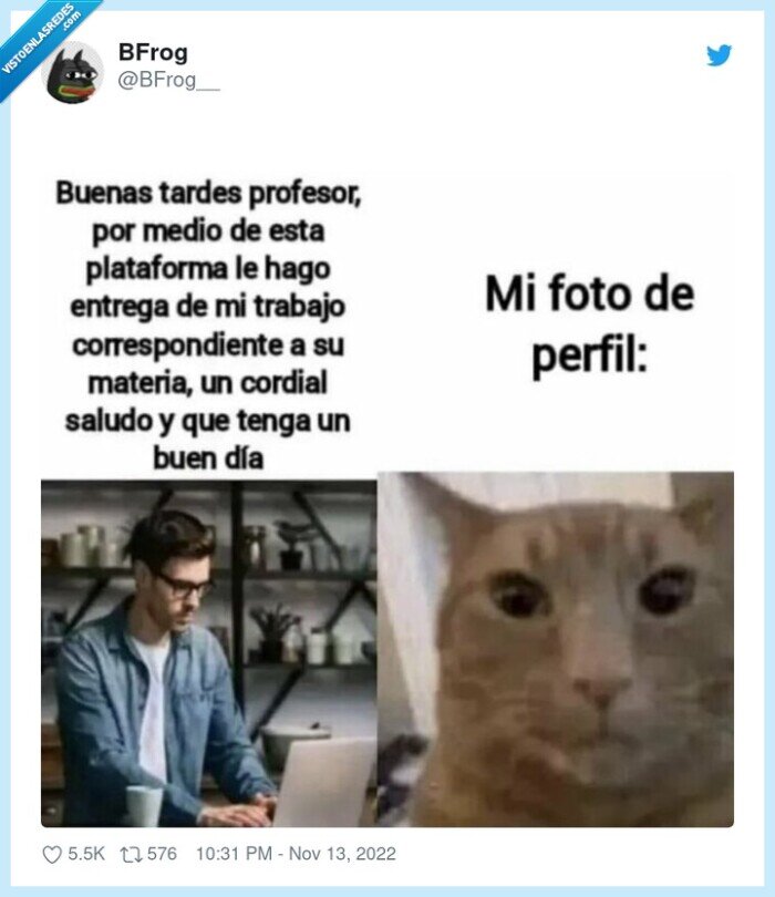 gato,foto de perfil,entregar,tarea