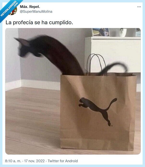 profecía,puma,gato