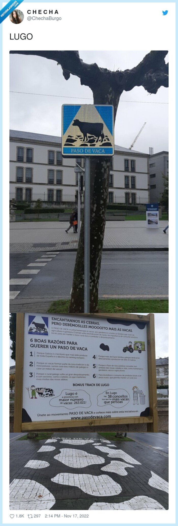 lugo,paso de vaca,vaca