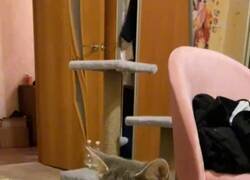 Enlace a El arroz no lo pilla, no, por @TweetsOfCats