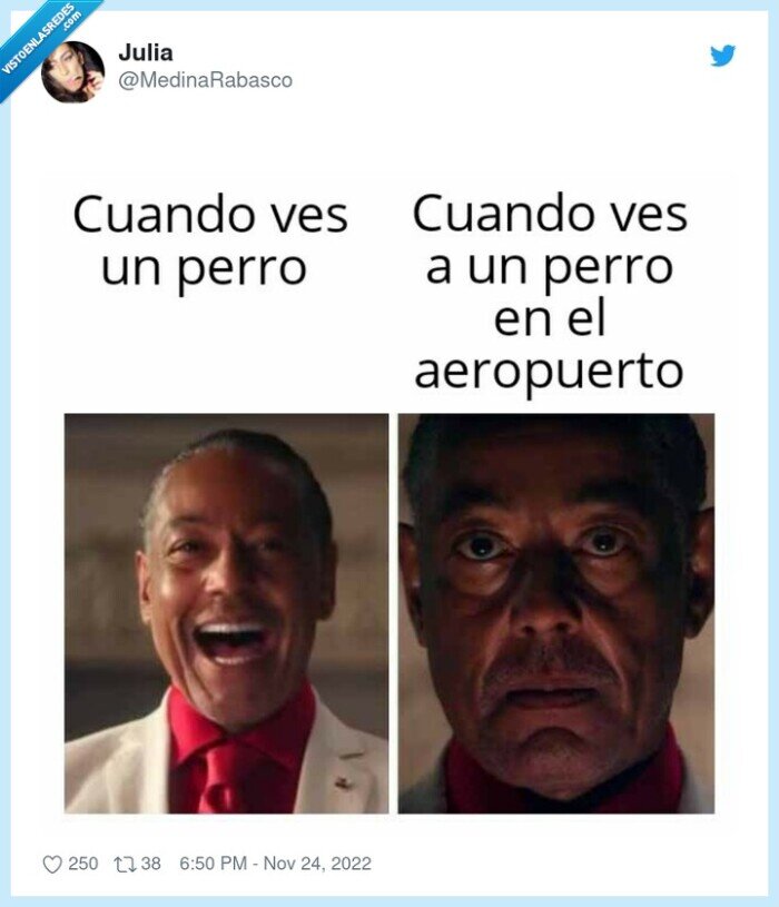 perro,aeropuerto,pillada,oler