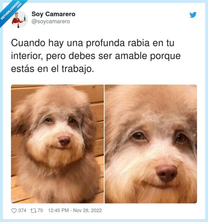 rabia,trabajo,amable,cliente,perro