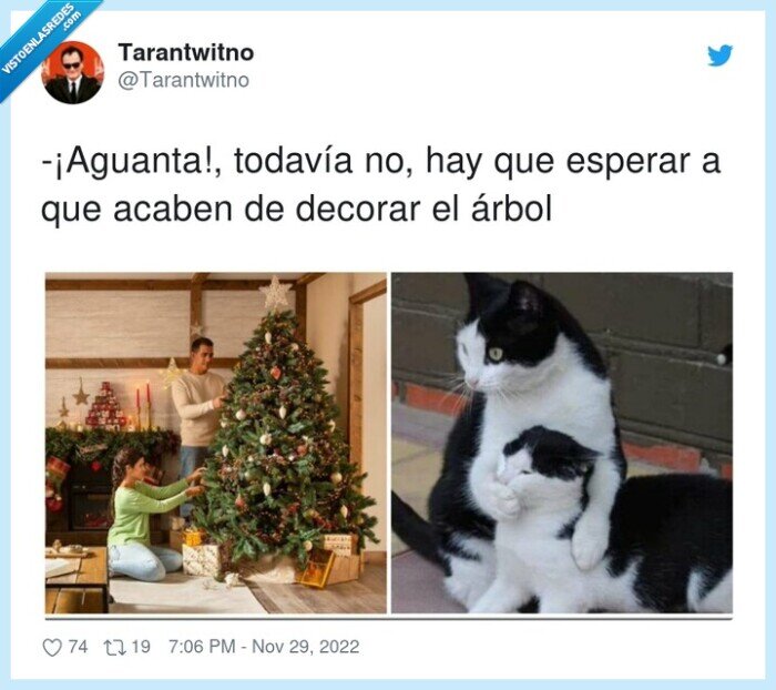 aguantar,gatos,desmontar,esperar,decorar,árbol de navidad