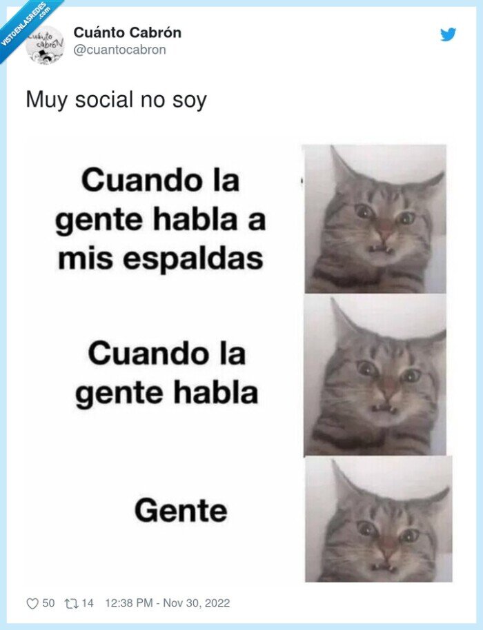 social,gato,cabreado,asqueado