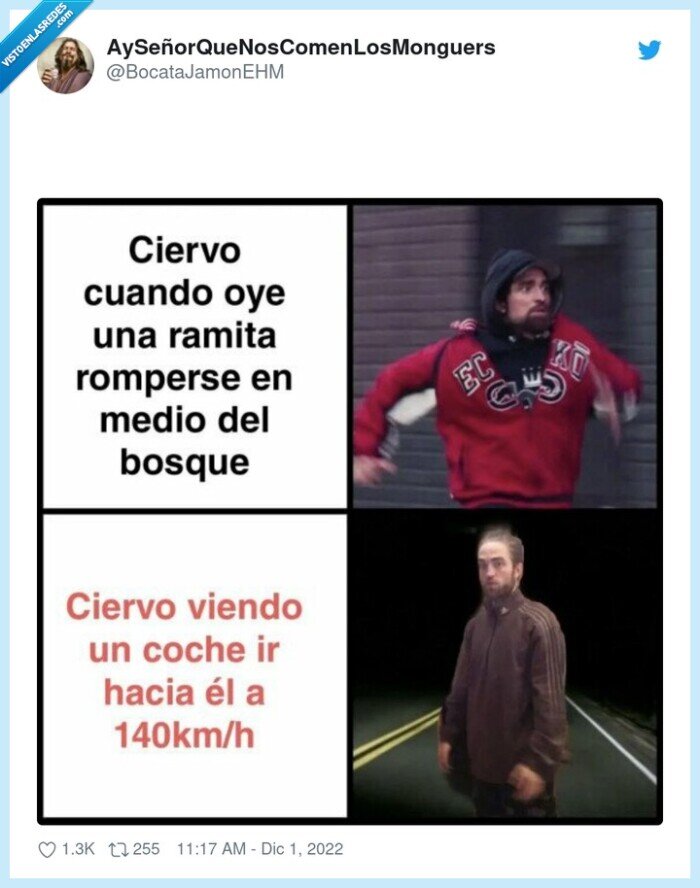 ciervo,coche,correr,bosque