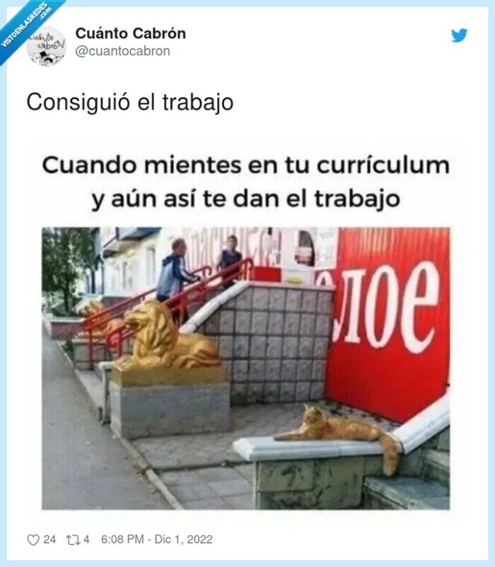 consiguió,trabajo,gato,leones,posar