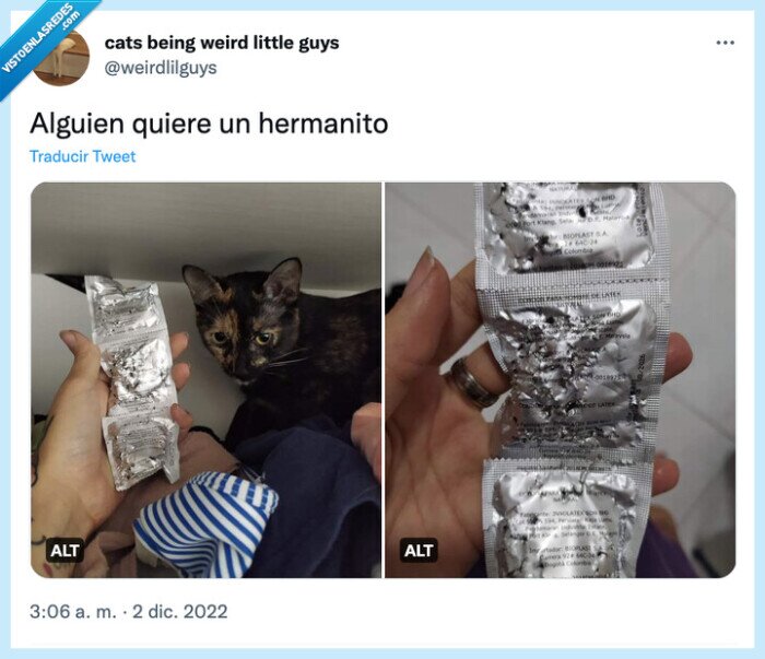 morder,preservativos,gato